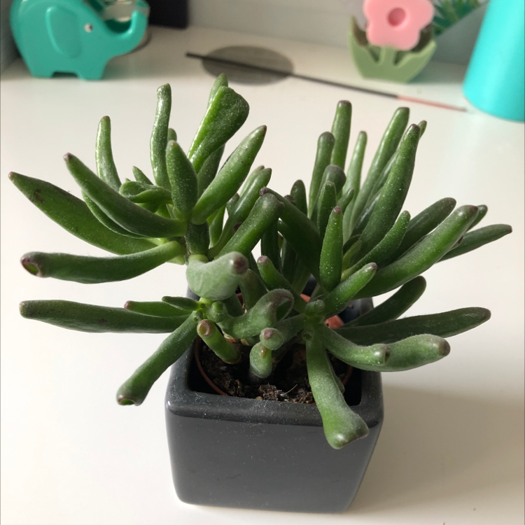 Finger Jade plant photo by @faithplants named Shrek’s ears on Greg, the plant care app.