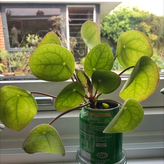 Chinese Money Plant plant in Norwich, England