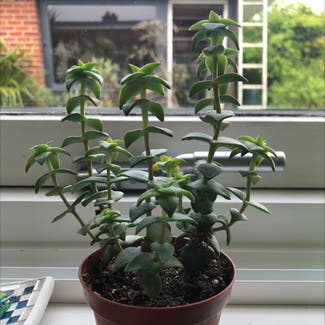 String of Buttons plant in Norwich, England