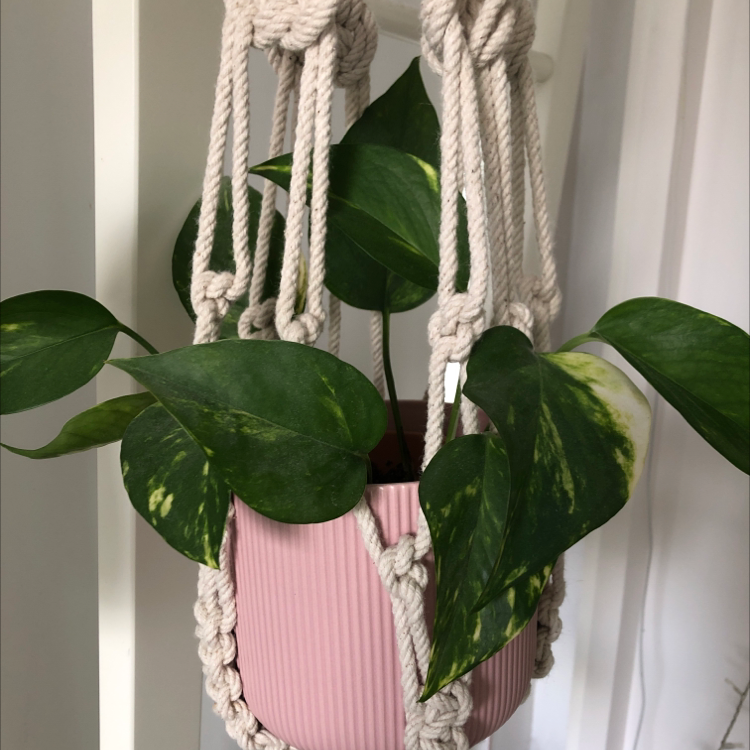 Taro Vine plant photo by @faithplants named Goldilocks on Greg, the plant care app.