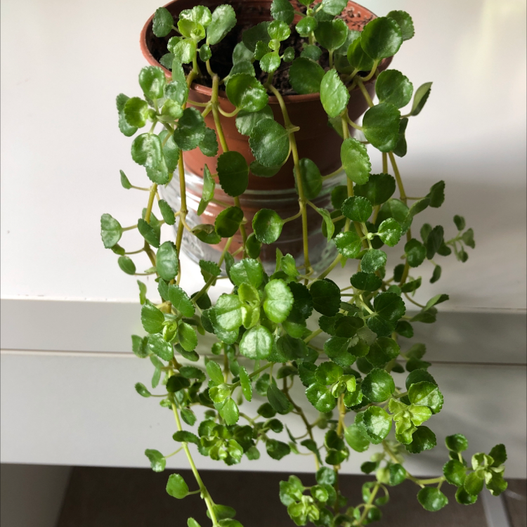 Pilea Baby Tears plant photo by @faithplants named Aristotle on Greg, the plant care app.