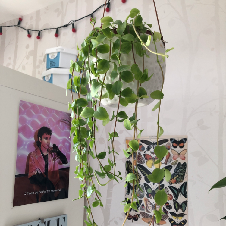 Vining Peperomia plant photo by @faithplants named Sol on Greg, the plant care app.