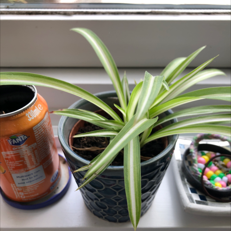 Spider Plant plant photo by @faithplants named Peter on Greg, the plant care app.