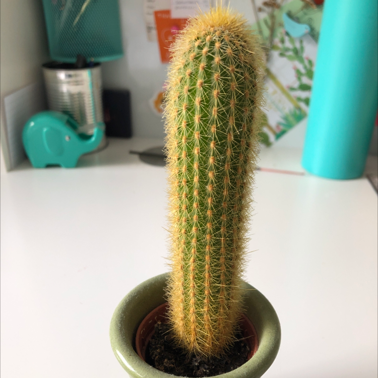 Golden Torch plant photo by @faithplants named Rod on Greg, the plant care app.