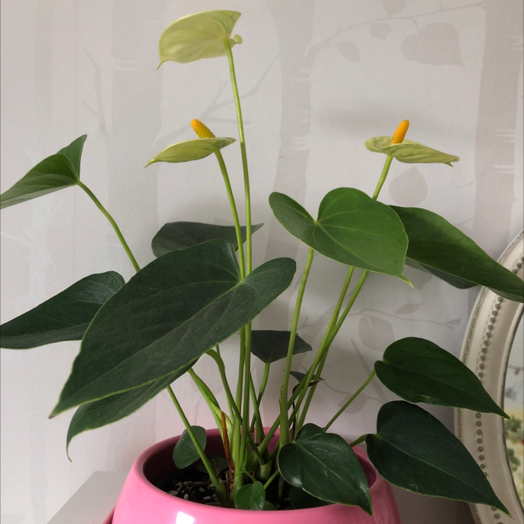 Painter's Palette plant photo by @faithplants named Taylor Swift on Greg, the plant care app.