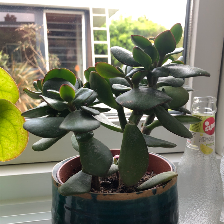 Lucky Plant plant photo by @faithplants named Eva on Greg, the plant care app.