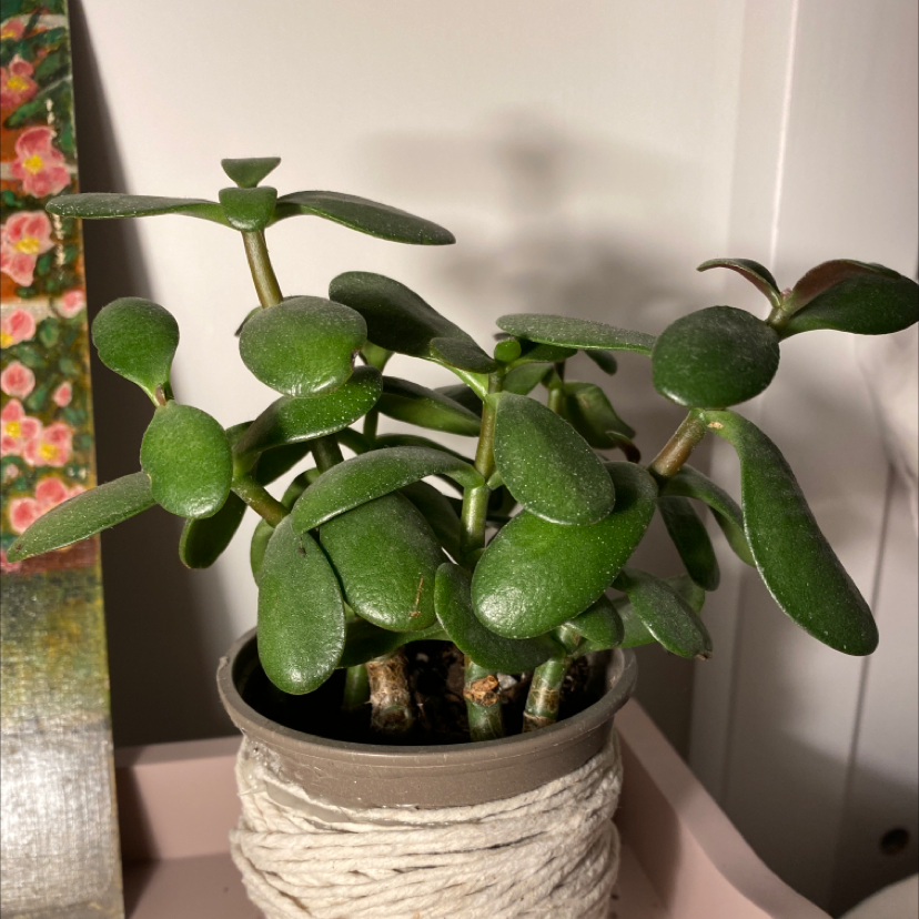 Lucky Plant plant photo by @mclovinmom named alanis on Greg, the plant care app.