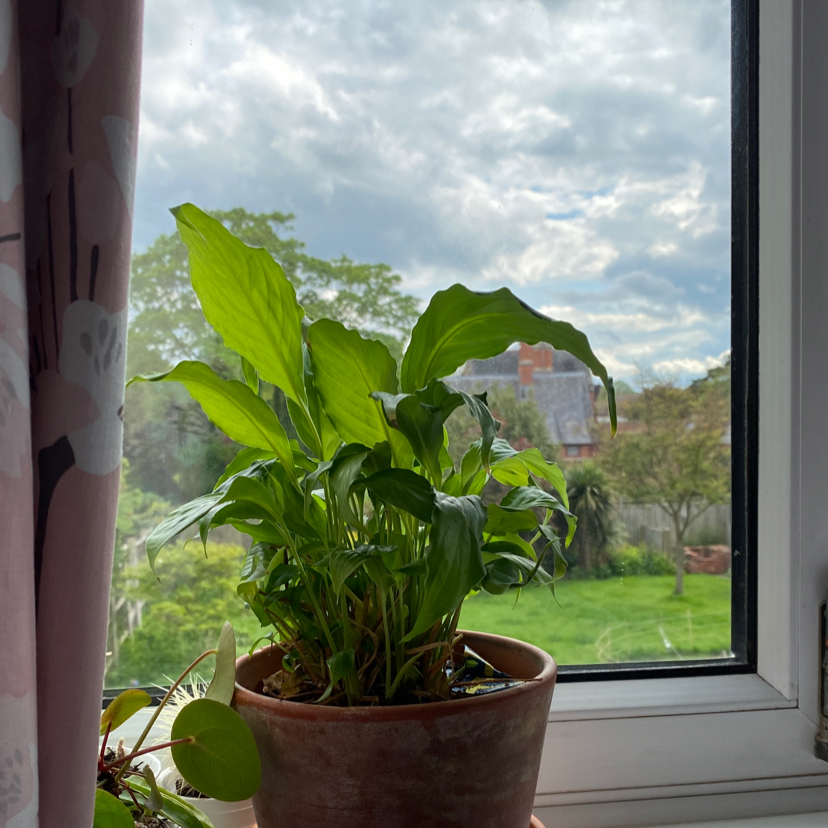 Peace Lily plant photo by @mclovinmom named mclovin on Greg, the plant care app.