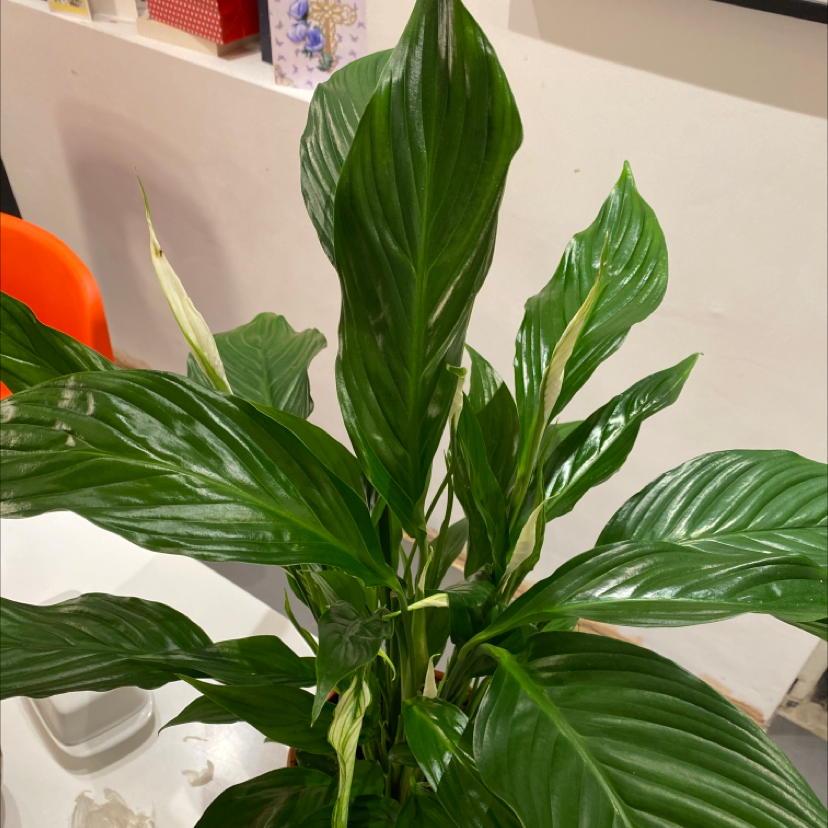 Peace Lily plant photo by @mclovinmom named seth on Greg, the plant care app.
