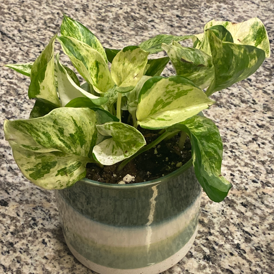 Potted Manjula Pothos plant with variegated green and white leaves.