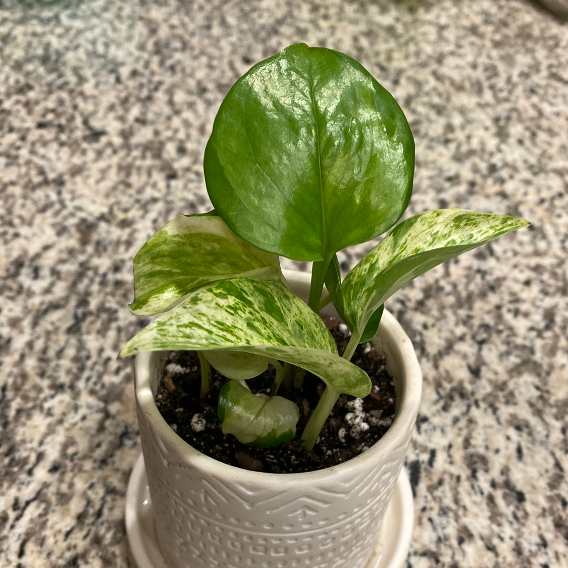 Manjula Pothos plant in a white pot with variegated green and white leaves.