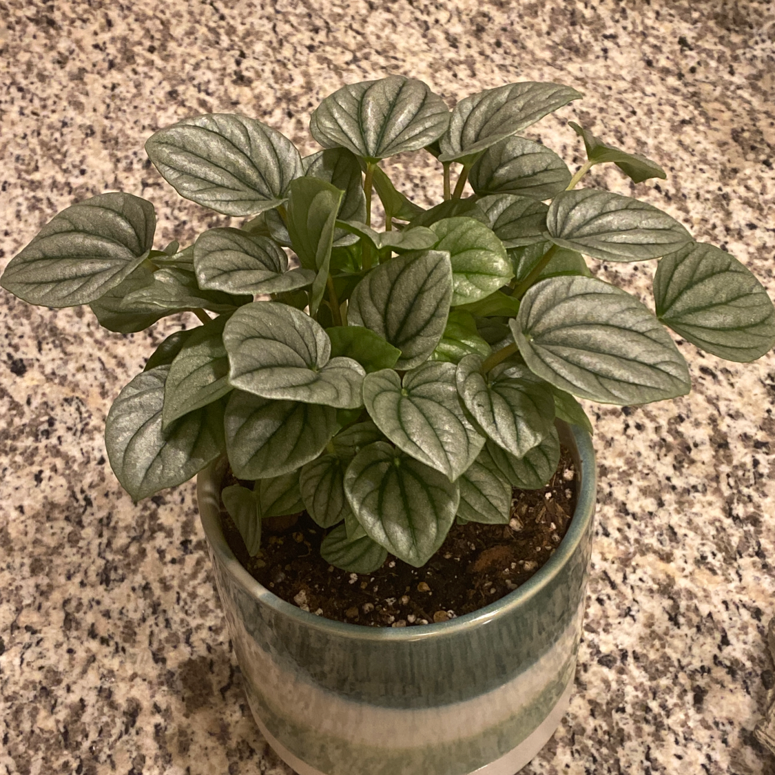Healthy Silver Frost Peperomia plant in a pot with visible soil.