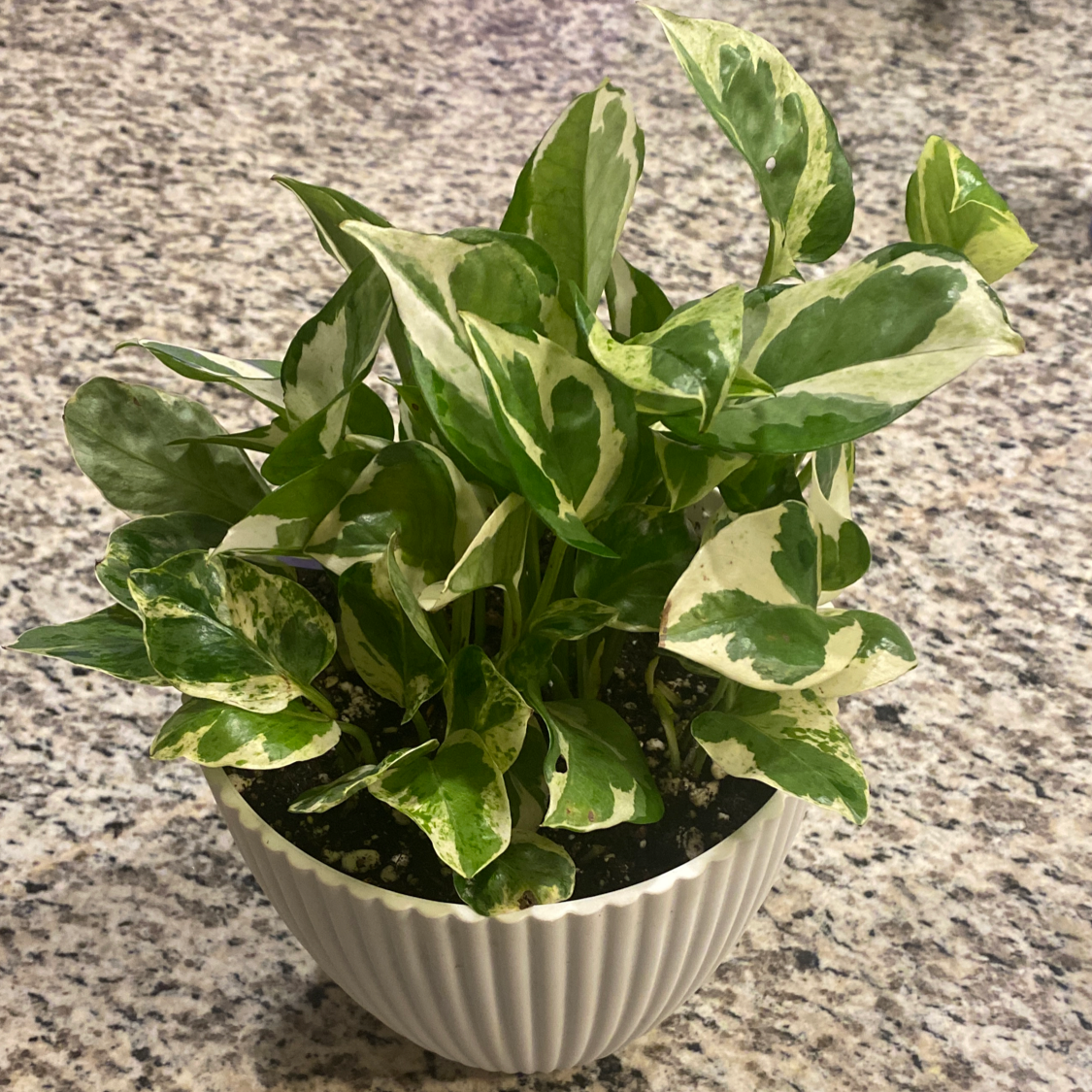Pearls and Jade Pothos plant in a white pot with variegated green and white leaves.