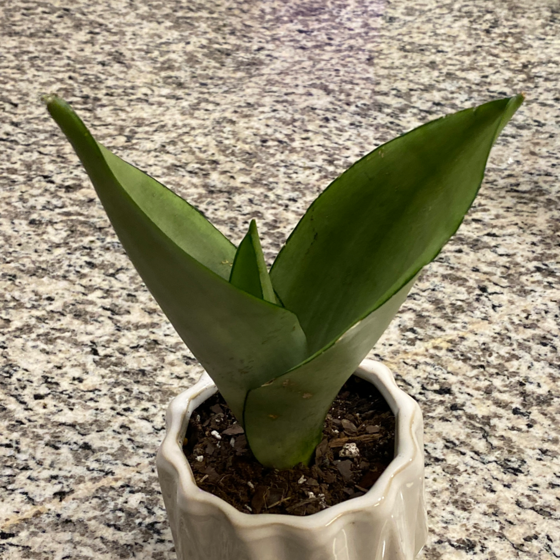 Silver Snake Plant in a white pot on a speckled surface.