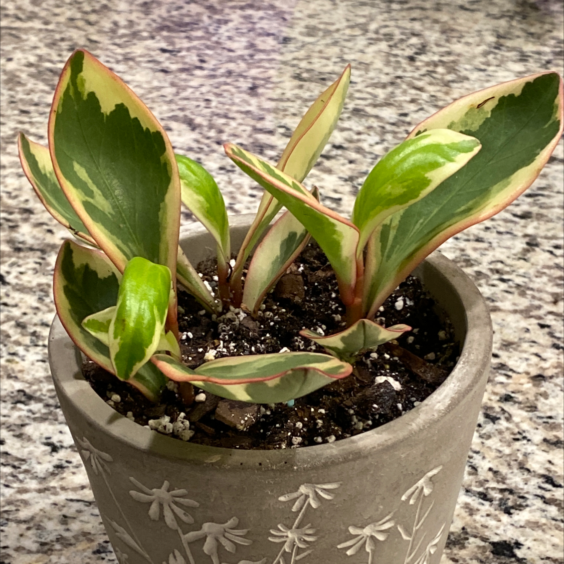 Potted Jelly Plant with variegated green and cream-colored leaves.