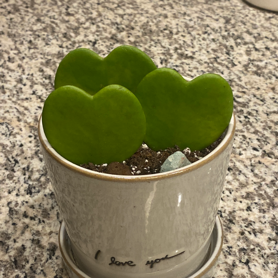 Sweetheart Hoya plant with three heart-shaped leaves in a white pot.