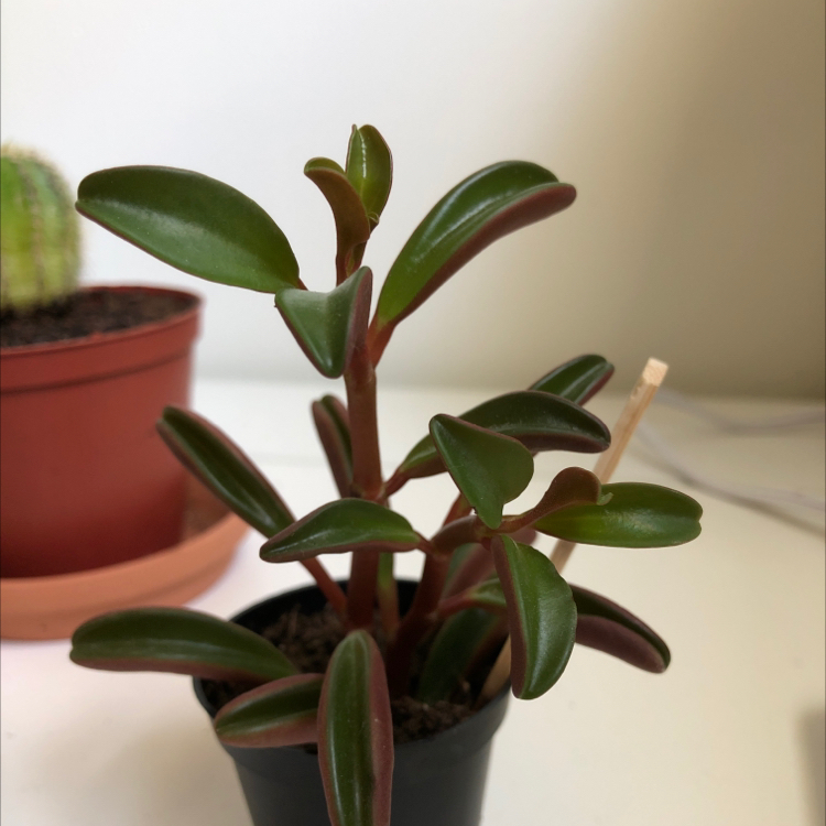 Peperomia graveolens 'Ruby Glow' plant in a small pot with healthy green and red leaves.