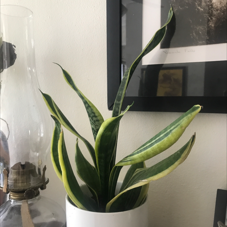 Snake Plant plant photo by @Sophiesb named Your plant on Greg, the plant care app.