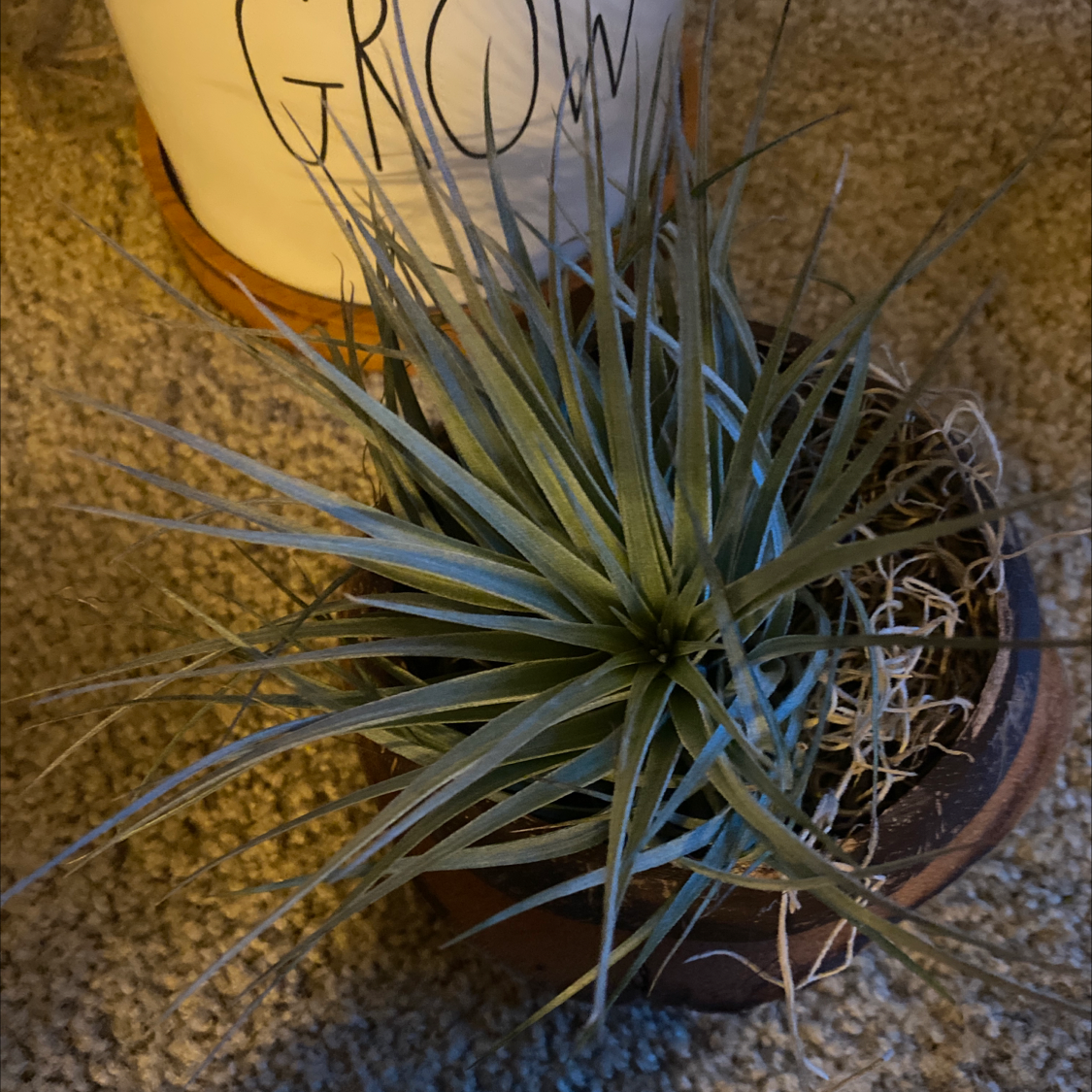 Narrow Leaf Century Plant in a pot, appears healthy with no visible signs of distress.