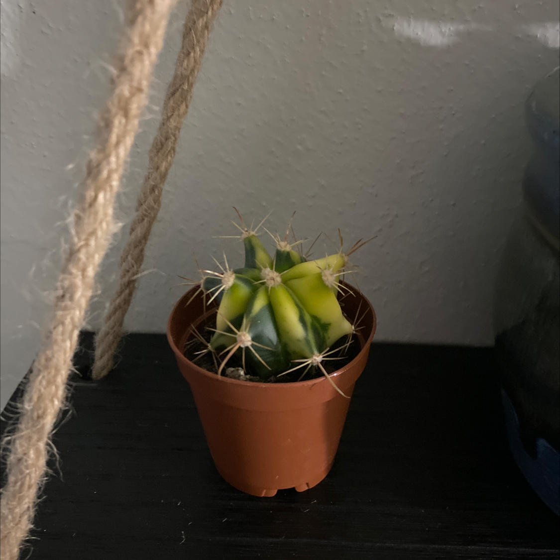 Small Sand Dollar Cactus in a brown pot with some yellowing on its surface.