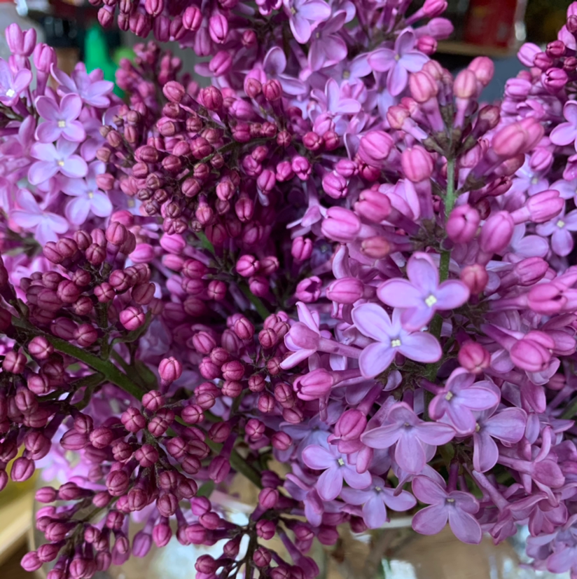 🐛 What To Do About Bugs on My Lilac?