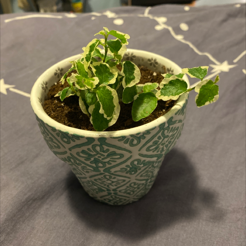 Potted White-Edged Swedish Ivy with variegated leaves in a decorative pot.