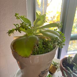 Mother of Thousands plant