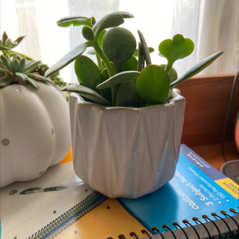 Lucky Plant plant photo by Sofia named Aristotle on Greg, the plant care app.