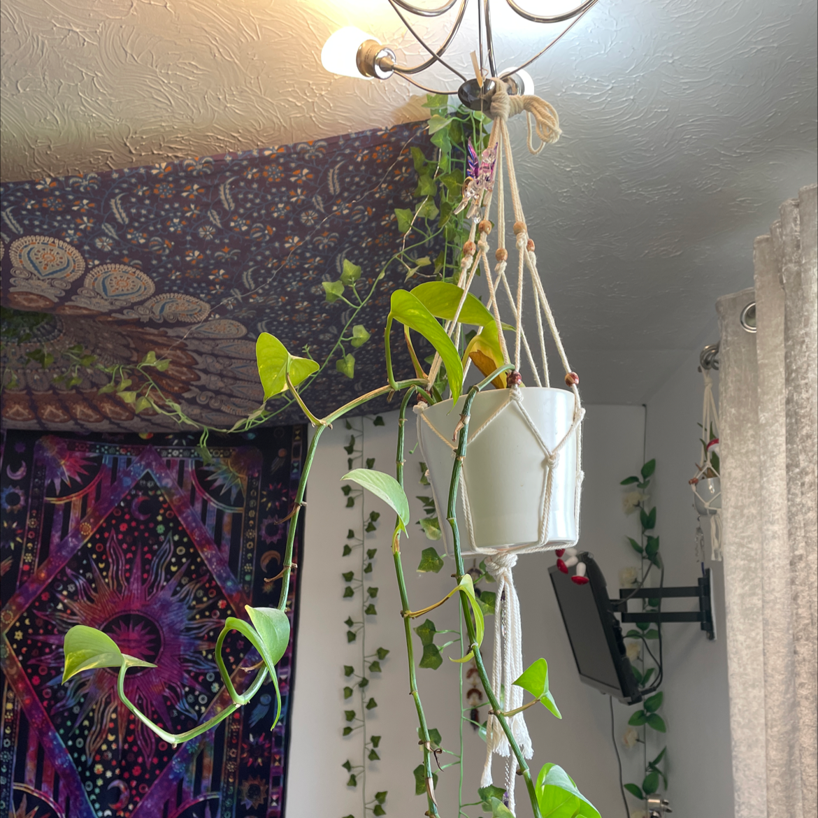 Taro Vine plant photo by @ellie.caldecott named Hanging guy on Greg, the plant care app.