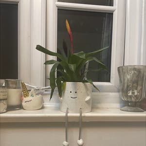Blushing Bromeliad plant photo by @ellie.caldecott named chilling guy on Greg, the plant care app.