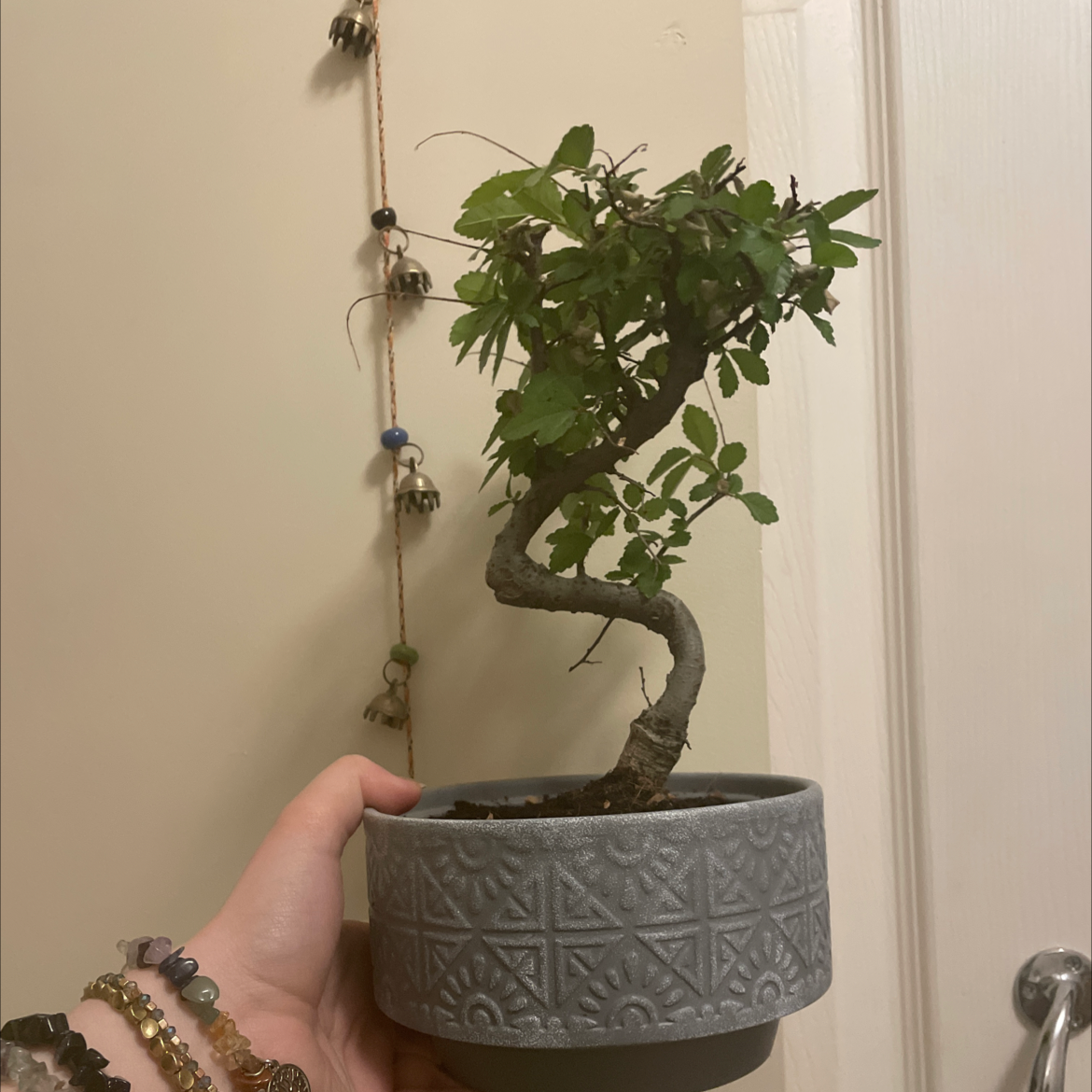 Chinese Elm plant photo by @ellie.caldecott named bill bonsai on Greg, the plant care app.