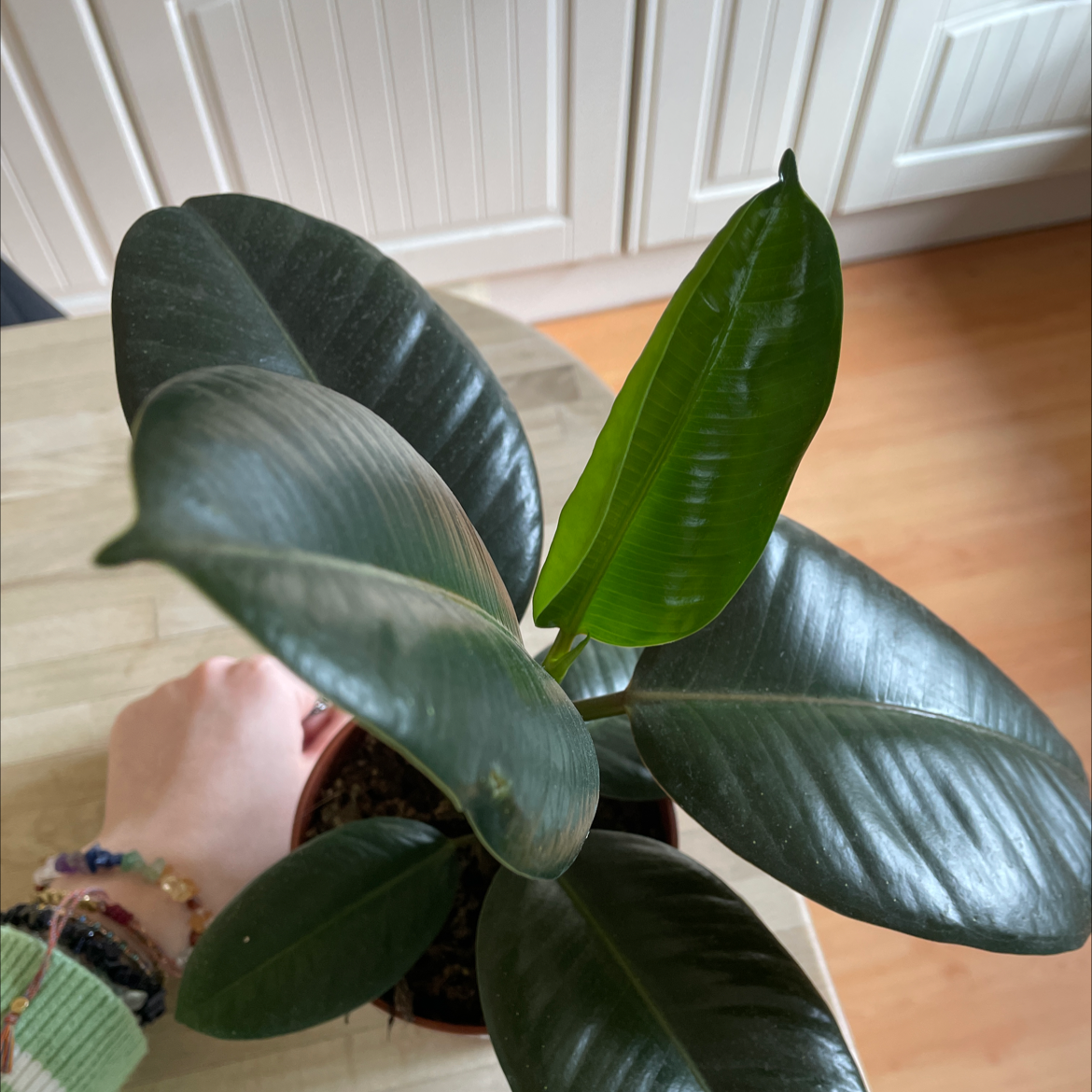 Rubber Plant plant photo by @ellie.caldecott named lucinda on Greg, the plant care app.