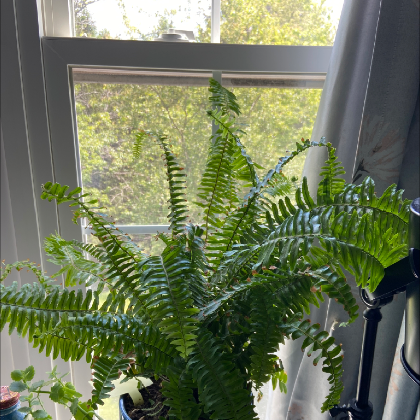 Kimberly Queen Fern near a window with vibrant green fronds.