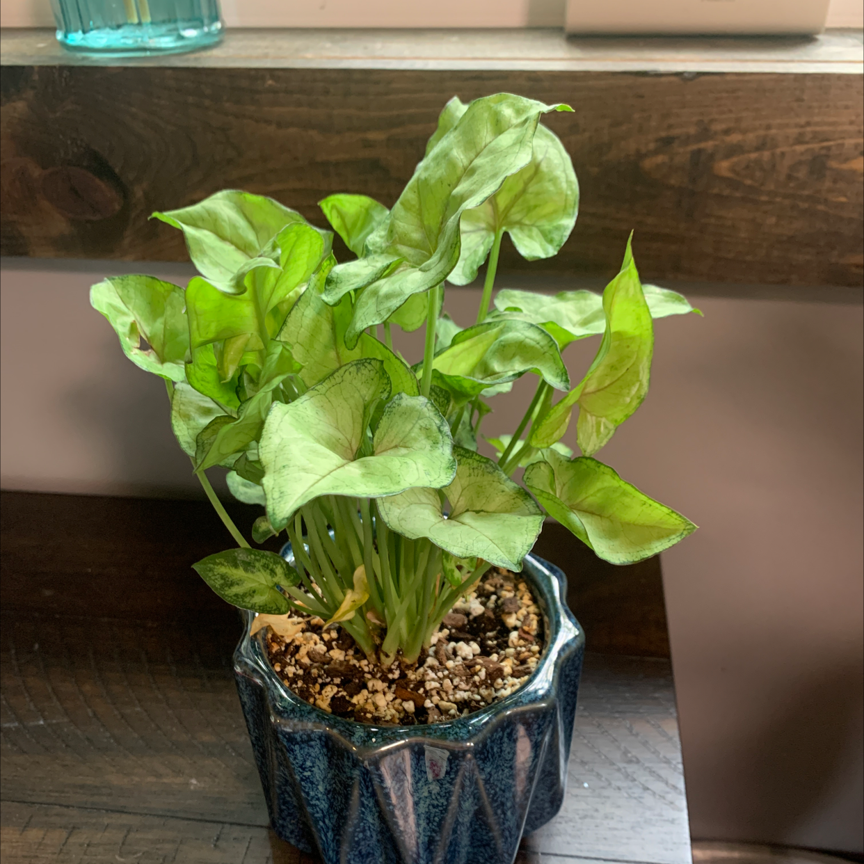 Photo of the plant species Syngonium 'Berry' by @Lexidawnturner named Luna on Greg, the plant care app