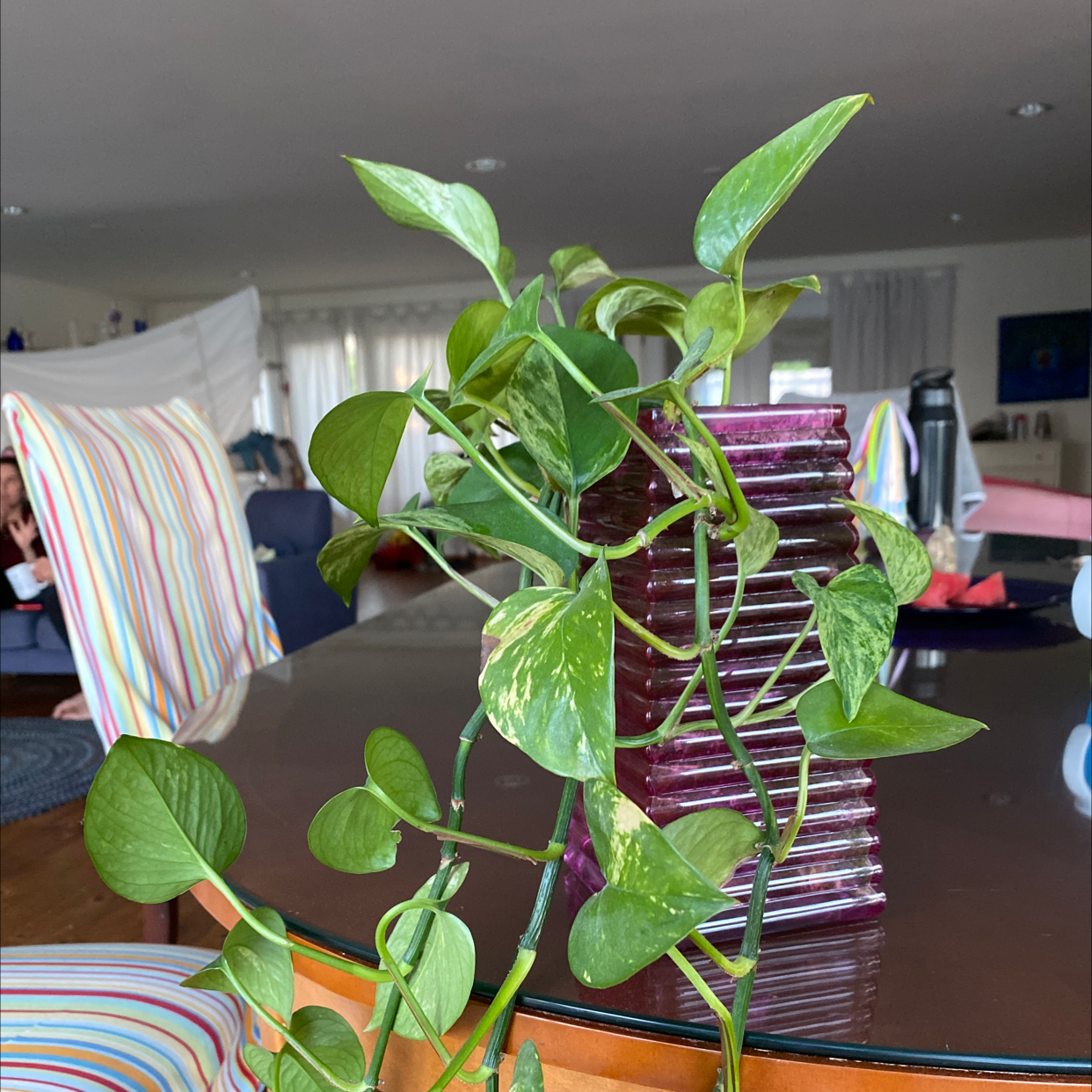 Taro Vine plant photo by Jyselle named Plantrick on Greg, the plant care app.