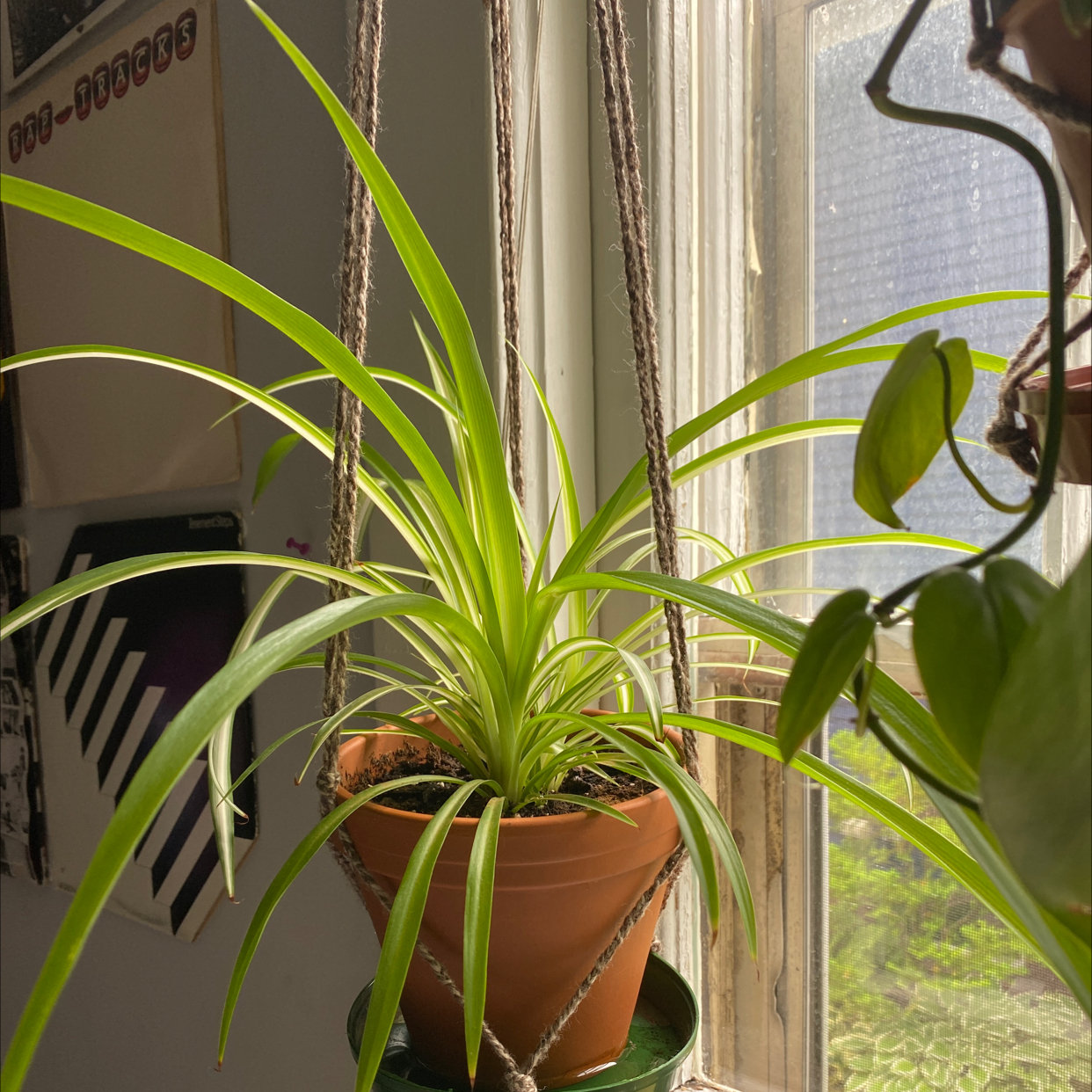 Spider Plant plant photo by Jyselle named Daddy Long Legs on Greg, the plant care app.