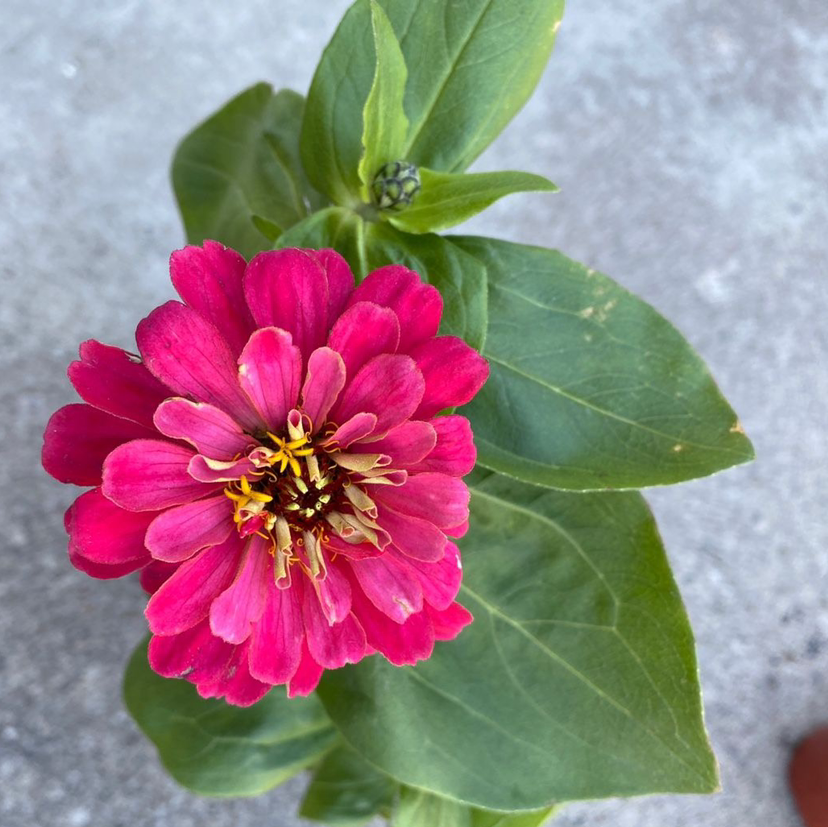 How to Propagate Your Common Zinnia