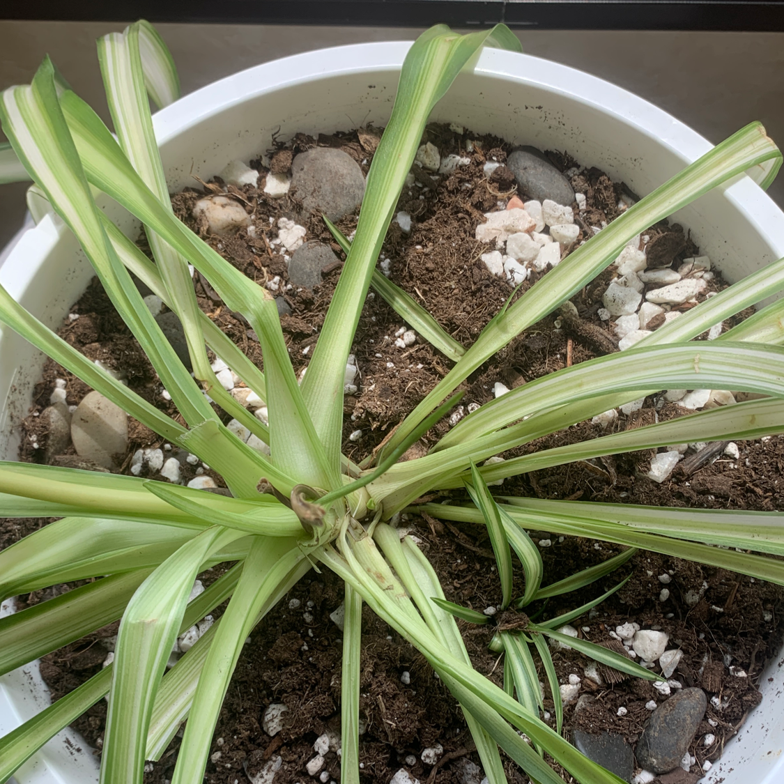 Spider Plant plant photo by @kelsierenaaa named spider 🖤 on Greg, the plant care app.