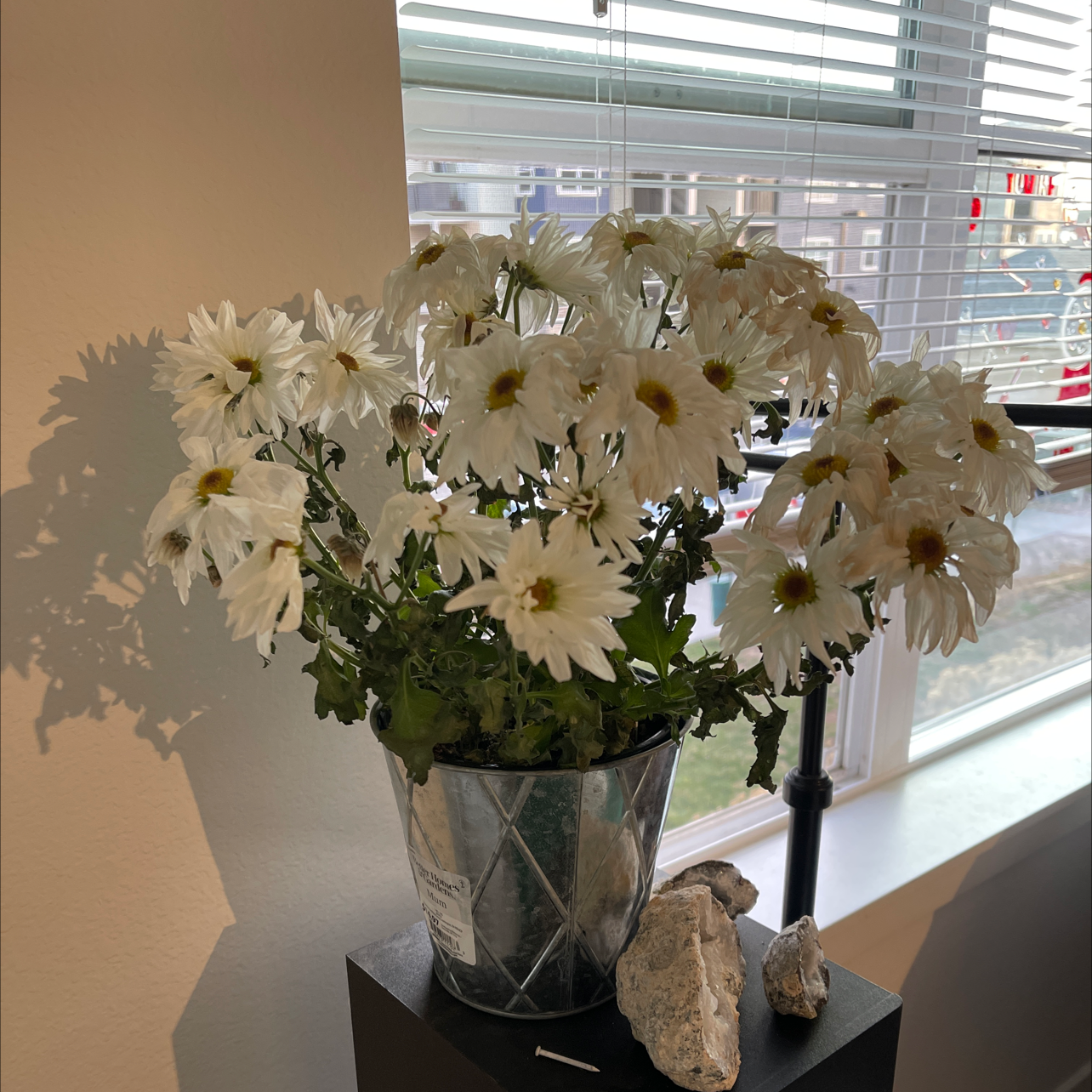 Potted Ox-Eye Daisy with white flowers placed indoors near a window.