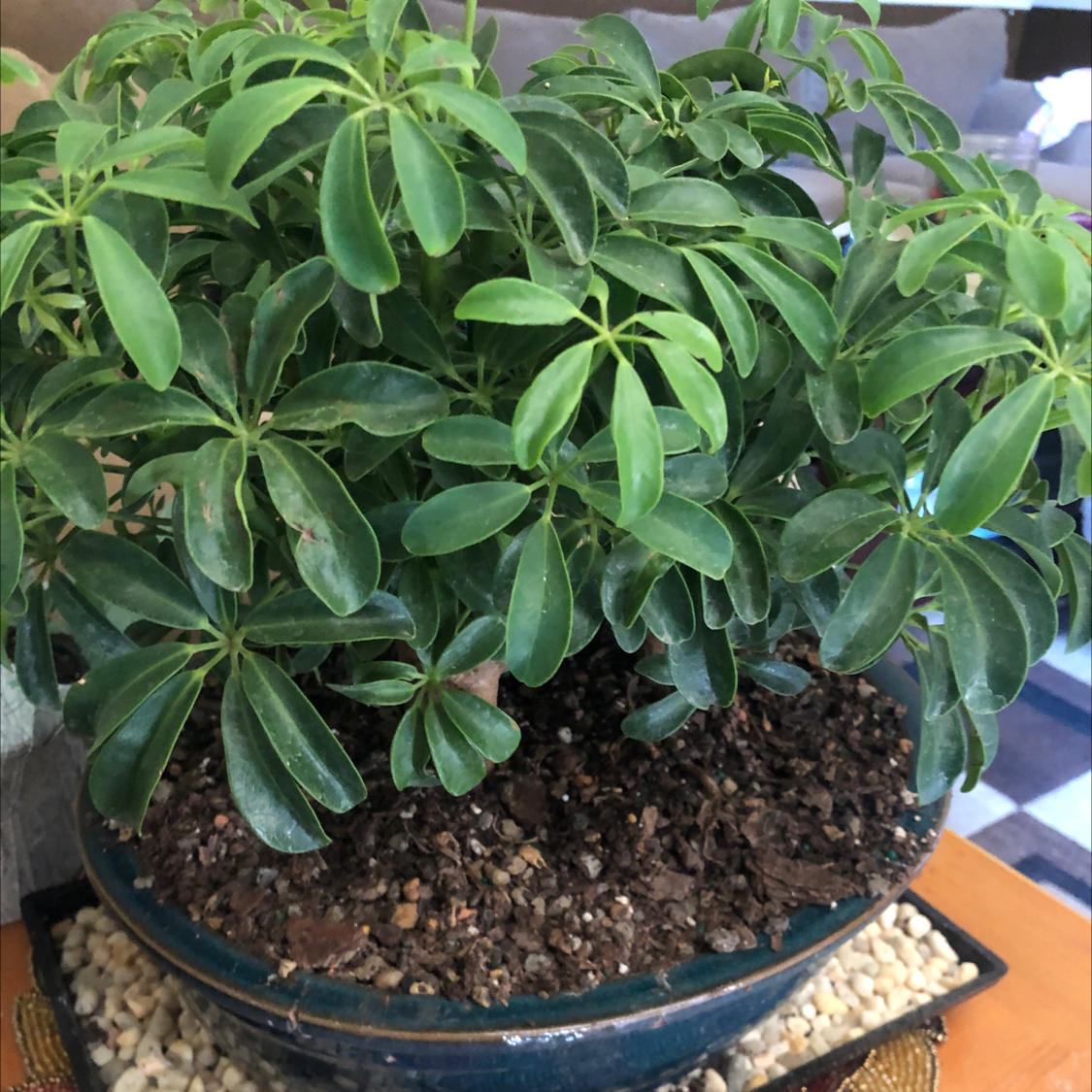 Dwarf Umbrella Tree plant photo by Brittany named Dwarf hawaiian umbrella on Greg, the plant care app.