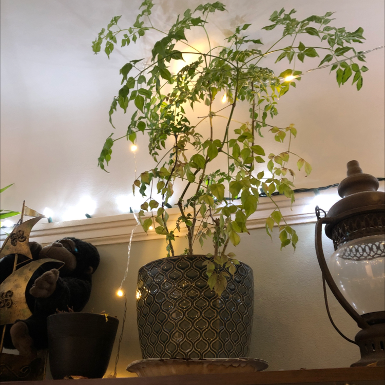 A healthy China Doll plant with lush green foliage in a decorative pot, photographed indoors.