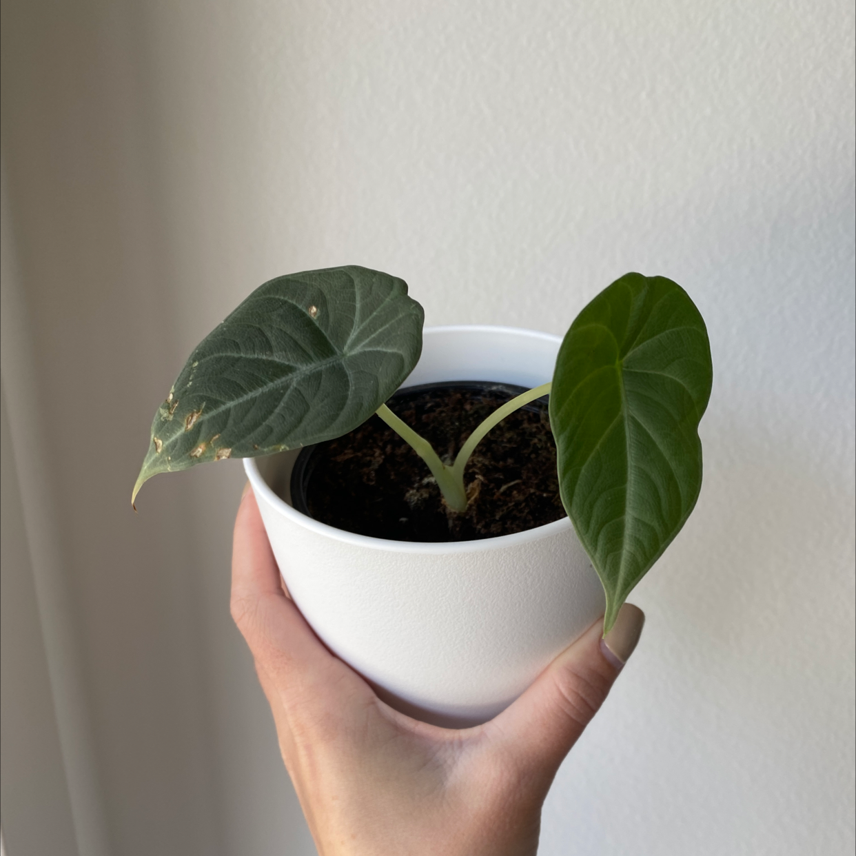 Alocasia 'Maharani' plant in a white pot with three leaves, one showing browning, held by a hand.