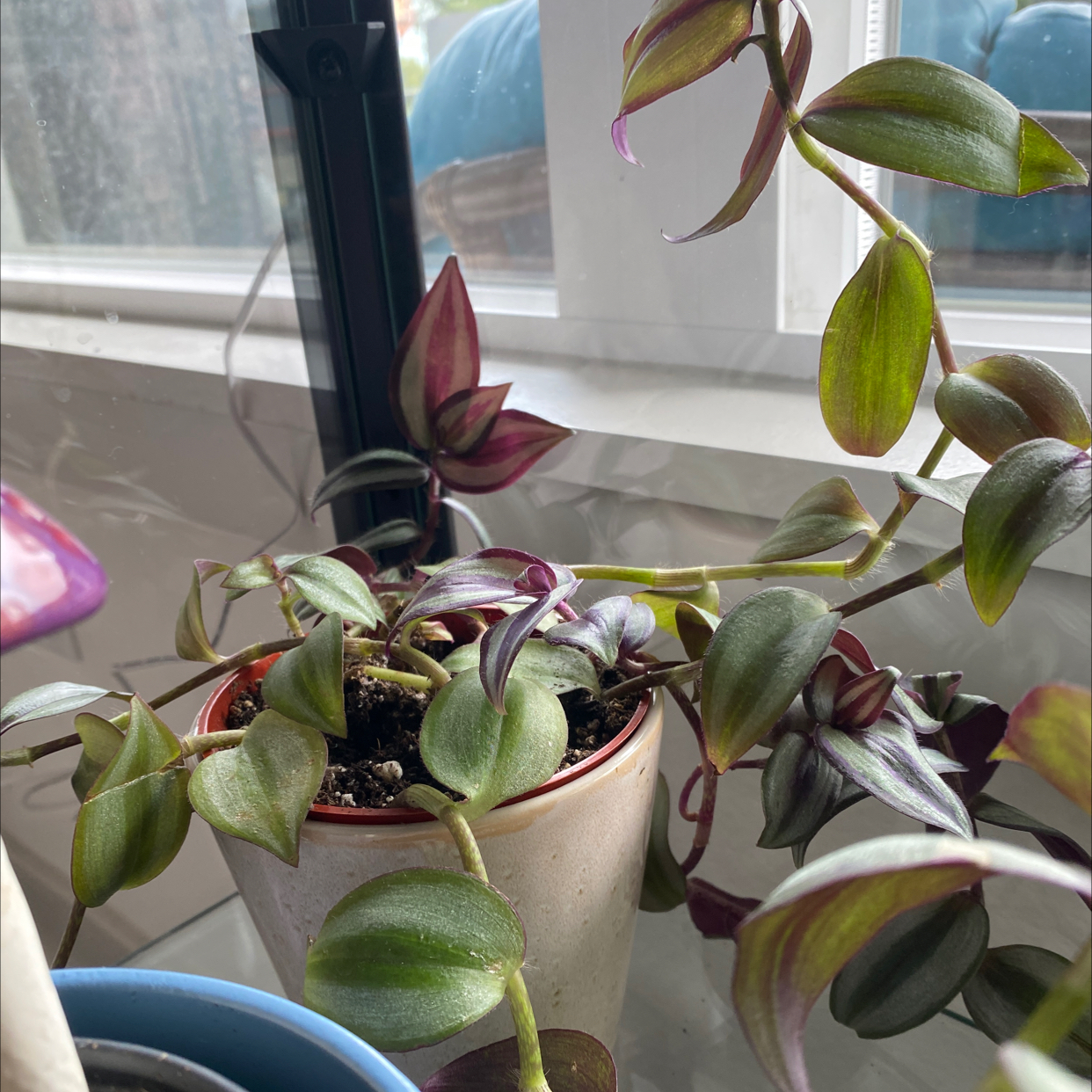 Spiderwort plant photo by @jessjc_ named cutie girl on Greg, the plant care app.
