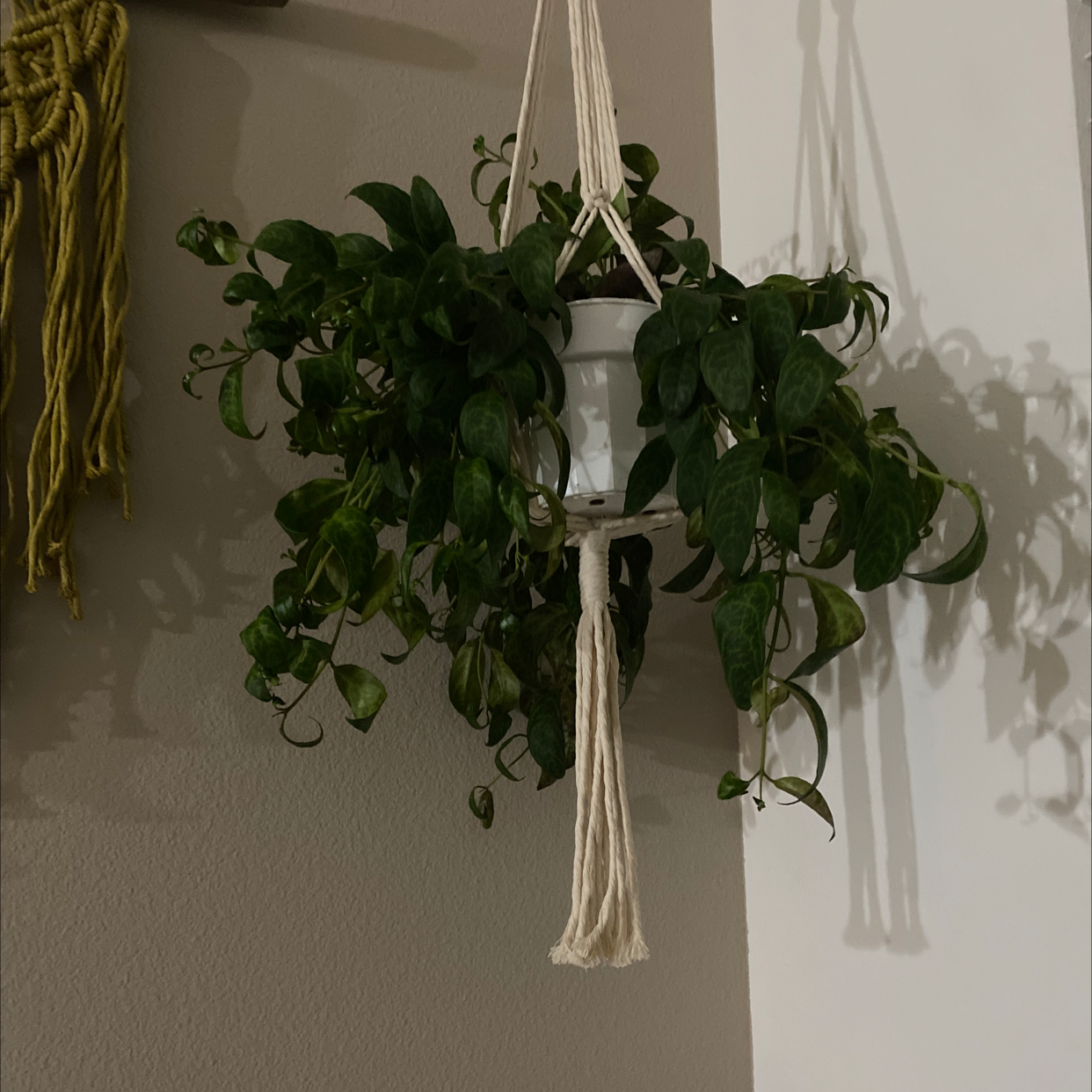 Photo of the plant species Black Pagoda Lipstick Plant by @jessjc_ named stringy boy on Greg, the plant care app