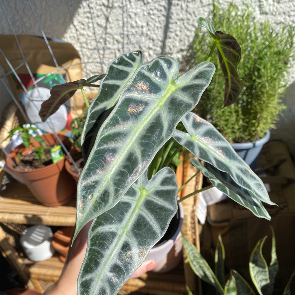 Alocasia 'Bambino' plant with healthy leaves, some discoloration, and other plants in the background.