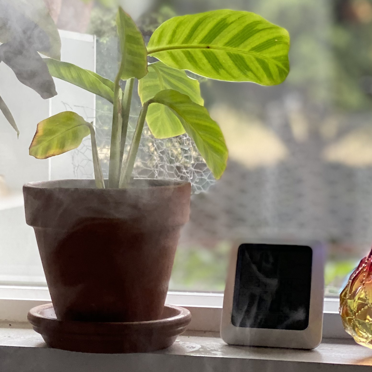 Zebra Calathea plant photo by @jessjc_ named pain in the ass on Greg, the plant care app.