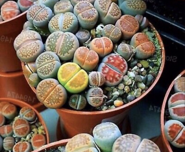 Photo of the plant species Living Stone by @quinjip named Sproutacus on Greg, the plant care app