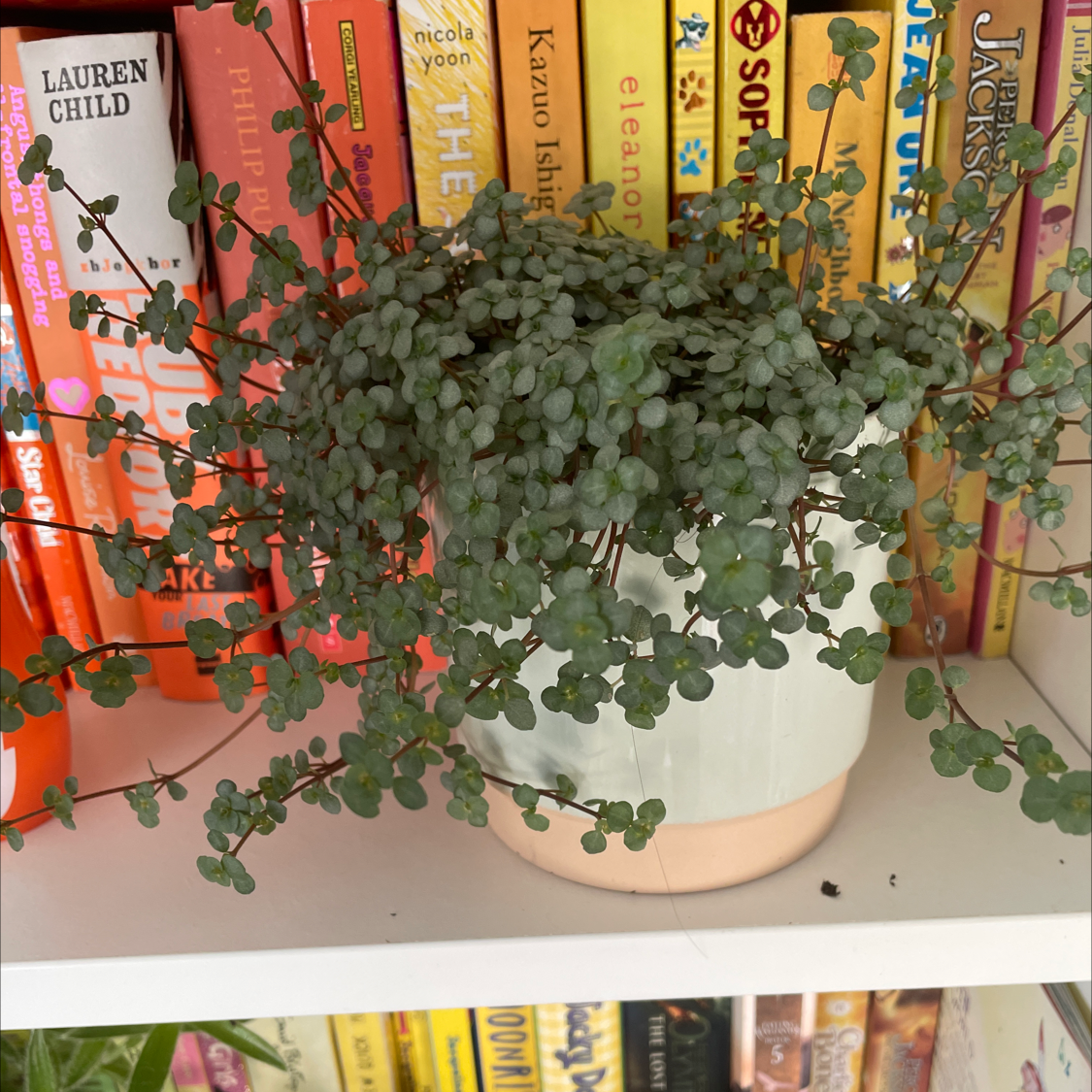 Pilea 'Aquamarine' plant in a white pot on a shelf with books in the background.