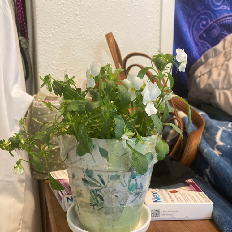 Potted Chinese Peony with white flowers indoors on a table.