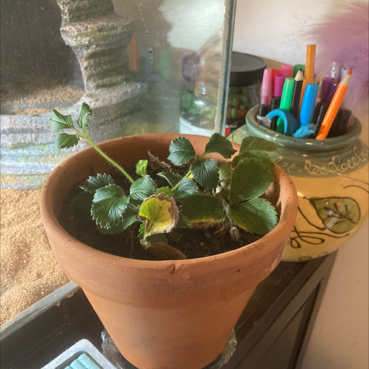 Potted Beach Strawberry plant with some yellowing and browning leaves, placed indoors near a container with pens.